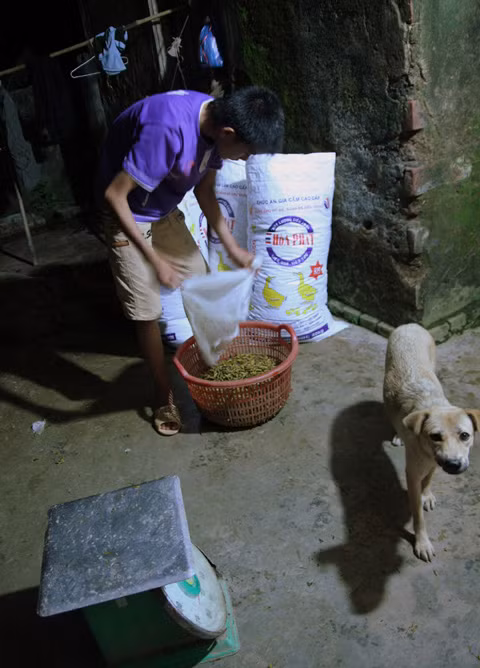 Khắp ngõ trên làng dưới, đêm về luôn nhộn nhịp với công việc đóng gói, cân hàng.