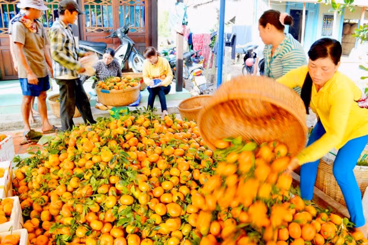 Trong khi đó, hàng Trung Quốc vẫn tràn ngập thị trường Việt Nam với tồn dư thuốc bảo vệ thực vật vượt ngưỡng cho phép. Trước đó, Cục Quản lý chất lượng nông sản và thủy sản (Nafiqad) thuộc Bộ Nông nghiệp và Phát triển nông thôn chỉ ra 8 mặt hàng nông sản của Trung Quốc nhiễm độc nhiều nhất ở Việt Nam gồm: chanh, cam, quýt, nho, hồng, táo, củ cải trắng, cà rốt.