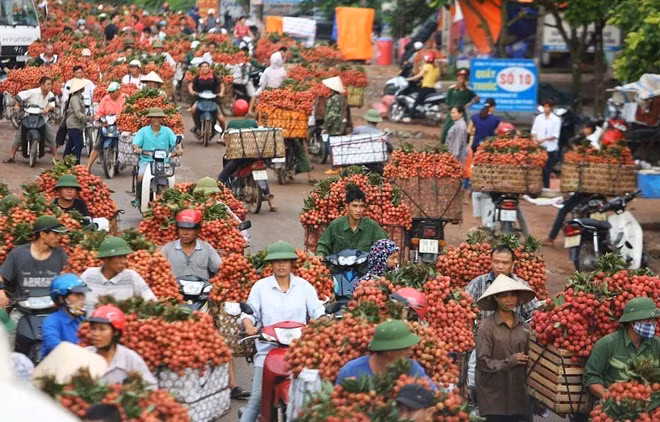 Năm nay là năm bội thu của một số loại hoa quả như: vải thiều, dưa hấu, cà chua, thanh long, hành tây, ớt... Tuy nhiên, nghịch lý là giá những mặt hàng này bèo bọt chỉ vài nghìn đồng/kg. Nhiều nơi, nông dân đã phải nhổ bỏ cây trồng để đổi hướng kinh doanh.