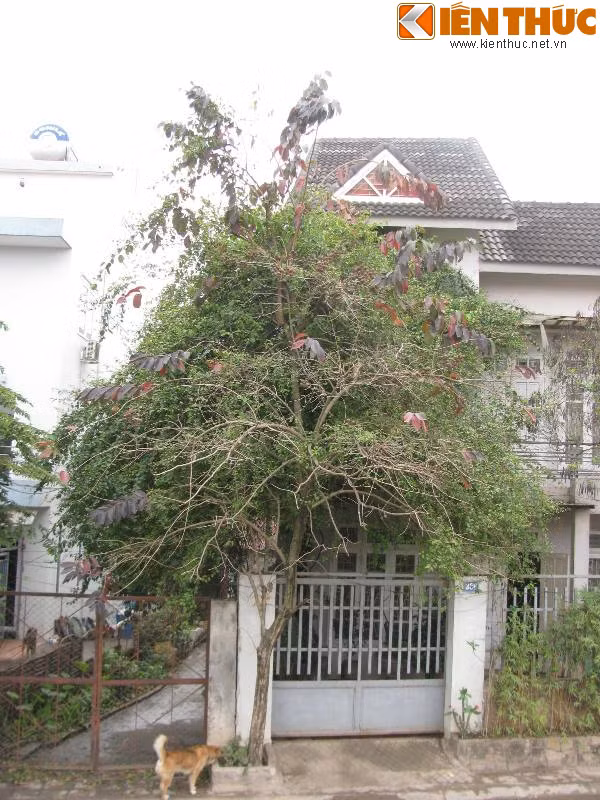 Dàn hoa giấy che khuất cả kiến trúc của một biệt thự ở đường Âu Cơ (quận Tây Hồ).
