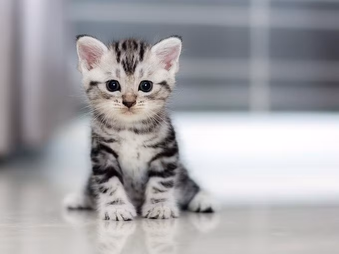 Đối với những tuổi Mão tài hoa, trong khoảng thời gian này hoàn toàn có thể làm đâu thắng đó, nếu ngày thường quan hệ tốt, nhân duyên tốt thì nhất định sẽ ngày càng có nhiều tài lộc. Ngoài ra, người tuổi Mão làm việc chăm chỉ, tự nhiên sẽ đạt được danh vọng và phú quý.