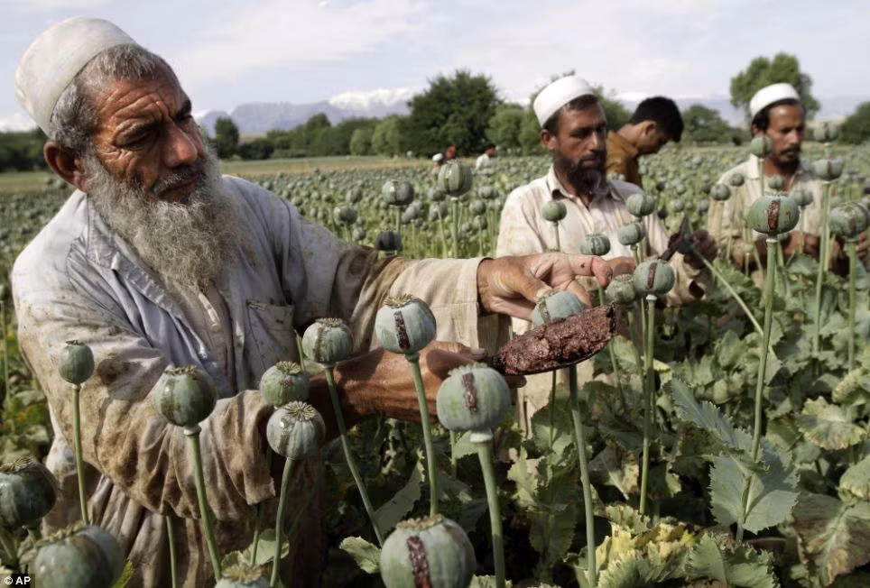Nông dân Afghanistan thu hoạch trên cánh đồng anh túc.