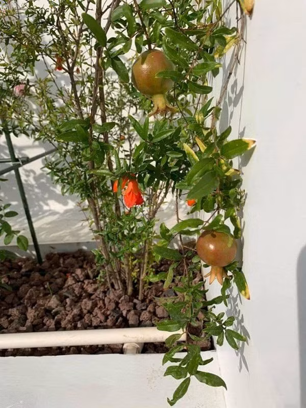 Nam nhạc sĩ trồng nhiều loại cây ăn quả bên ngoài. 