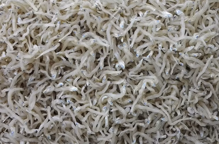 Cơm cá ngần thường dùng để ăn với cơm nóng hoặc trộn với xoài bào sợi, rau thơm, và bánh tráng nướng.