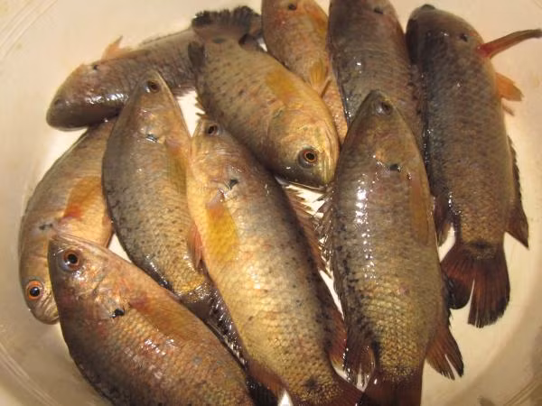 Cá rô đồng.