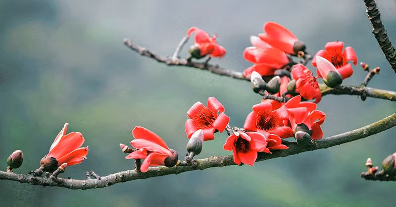 Trong cuộc sống, họ cũng không thiếu các quý nhân giúp đỡ. Họ có lòng tốt giúp đỡ mọi người và nhận về nhiều phước lành. Chỉ cần họ gặp khó khăn là nhất định có người xuất hiện giúp đỡ, không để họ rơi vào bế tắc, cùng cực. Tương lai, người sinh tháng 3 Âm lịch sẽ có cuộc sống hạnh phúc, no ấm. 