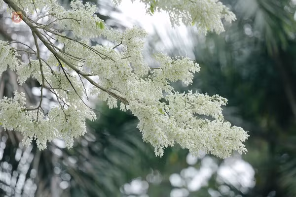 Người sinh tháng Âm lịch này thích một mình suy nghĩ, tự mình giải quyết hầu hết các vấn đề, không thích nhờ vả, ỷ lại người khác. Nhưng cũng chính vì điều này mà họ nhận được sự đánh giá cao của đồng nghiệp, bạn bè, gây dựng được các mối quan hệ cá nhân tốt.