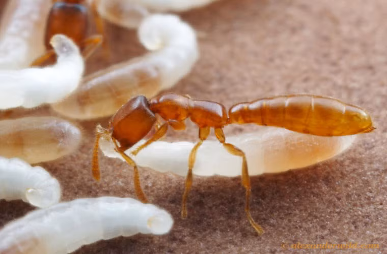  Kiến hút máu. Loài kiến nhỏ bé Adetomyrma sống ở Madagascar uống máu của chính con mình. Sau khi kiến chúa đẻ, nó và các con kiến thợ gặm một lỗ trên người ấu trúng và hút chất dịch có tên haemolymph (giống như máu người). May mắn là những con ấu trùng này vẫn sống sót sau lần “ăn thịt không chủ ý giết con” này.