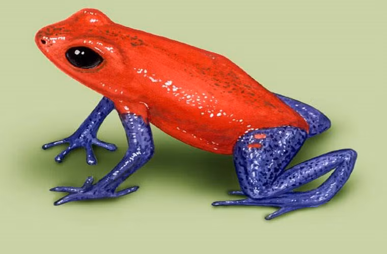 Những chú ếch độc hình mũi tên đỏ (tên khoa học Oophaga pumilio hoặc Dendrobates pumilio) thường bỏ hết mọi việc để chăm con. Mỗi lần sinh nó đẻ ra 5 trứng. Khi trứng nở thành nòng nọc, nó cõng từng con một trên lưng từ mặt đất lên trên cây, cao tầm 30m. Trên cây, nó sẽ tìm những địa điểm an toàn, có nhiều nước và chất dinh dưỡng để cho nòng nọc con. Chúng thậm chí còn cho lũ nòng nọc con ăn trứng chưa được thụ tinh trong 6-8 tuần tiếp theo. 