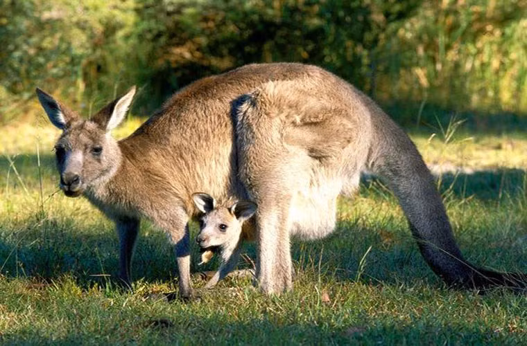  Kangaroo. Nhiều bà mẹ kangaroo đã nhận nuôi kangaroo con một cách tình cờ, tuy vậy chúng vẫn chăm sóc lũ kangaroo con một cách tận tình sau thời gian lũ con có thể rời xa túi của mẹ.
