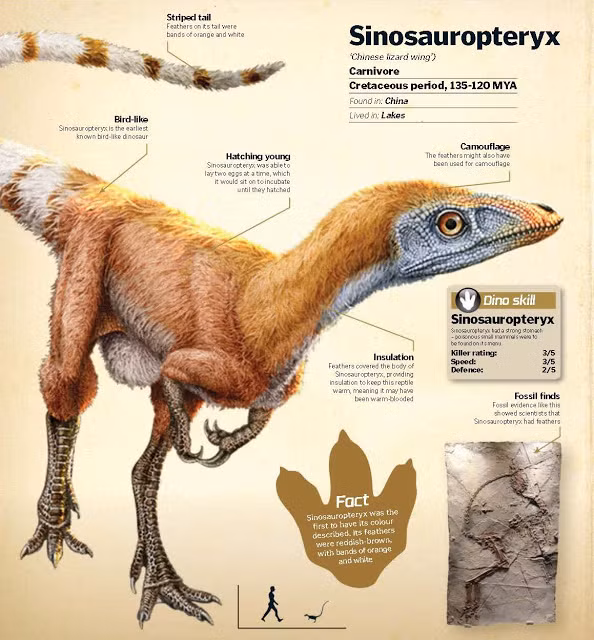 Mọi chuyện đã thay đổi vào năm 1997, khi một con khủng long ăn thịt nhỏ thuộc loài Sinosauropteryx được phát hiện, với các bằng chứng cho thấy nó đã được bảo phủ bởi lông chứ không phải vảy.