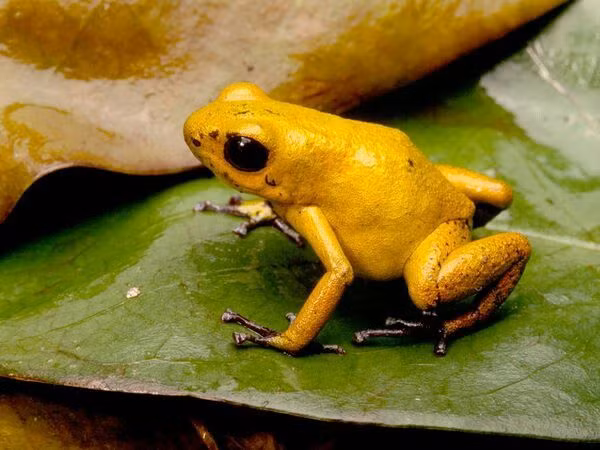 Được mệnh danh là loài ếch độc nhất thế giới, ếch phi tiêu vàng có tên khoa học Phyllobates terribilis, thuộc họ ếch phi tiêu độc (Dendrobatidae), là một loài ếch đặc hữu vùng rừng rậm Colombia.