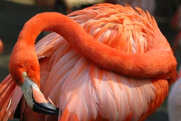 Trong thế giới loài chim, hồng hạc có cách kiếm ăn đặc biệt bằng cái mỏ giống như túi lọc. Chúng chúi đầu xuống nước để lọc tảo, phù du và tôm qua cấu trúc dạng sợi trong mỏ.