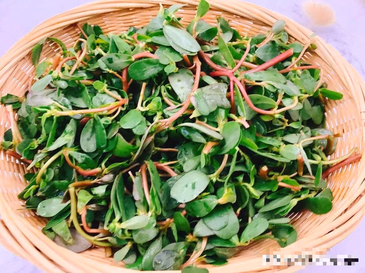 Loai rau dai xua moc day duong, nay duoc coi nhu bau vat-Hinh-3