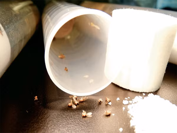 Sau đó, các nhà khoa học kết luận, trong truvia có chất Erythritol, được sử dụng rộng rãi như chất phụ gia và hoàn toàn an toàn cho sức khỏe con người. Vì vậy, các nhà khoa học đang hy vọng có thể dùng chất này tạo ra loại thuốc trừ sâu không độc hại.
