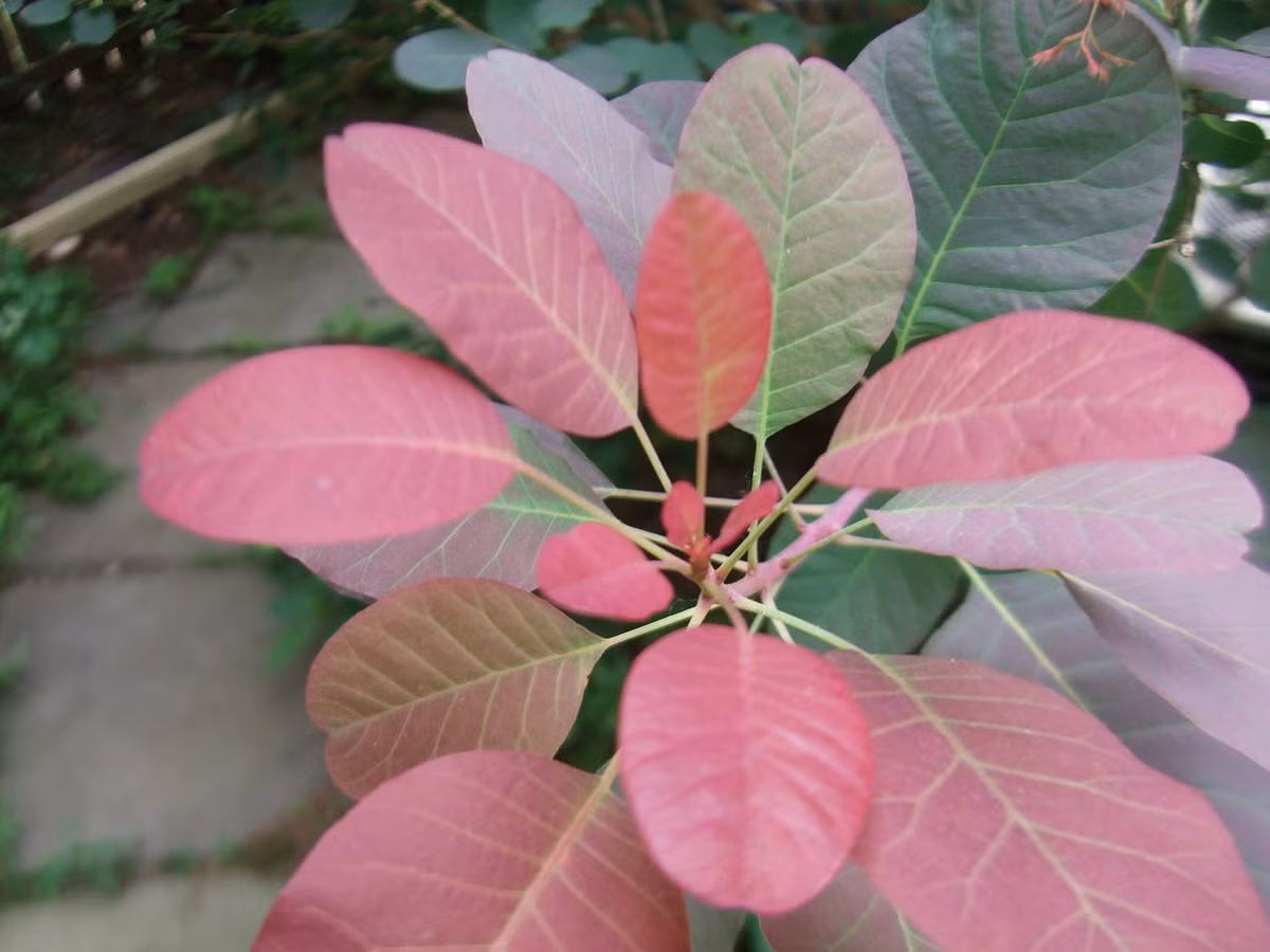 Thuộc họ Đào lộn hột (Anacardiaceae), cây khói có nguồn gốc từ các vùng ôn đới ấm áp ở Bắc bán cầu. Đây là những cây bụi rụng lá theo mùa, có lá mọc xen kẽ, hình bầu dục đơn giản. Ảnh: Wikipedia.