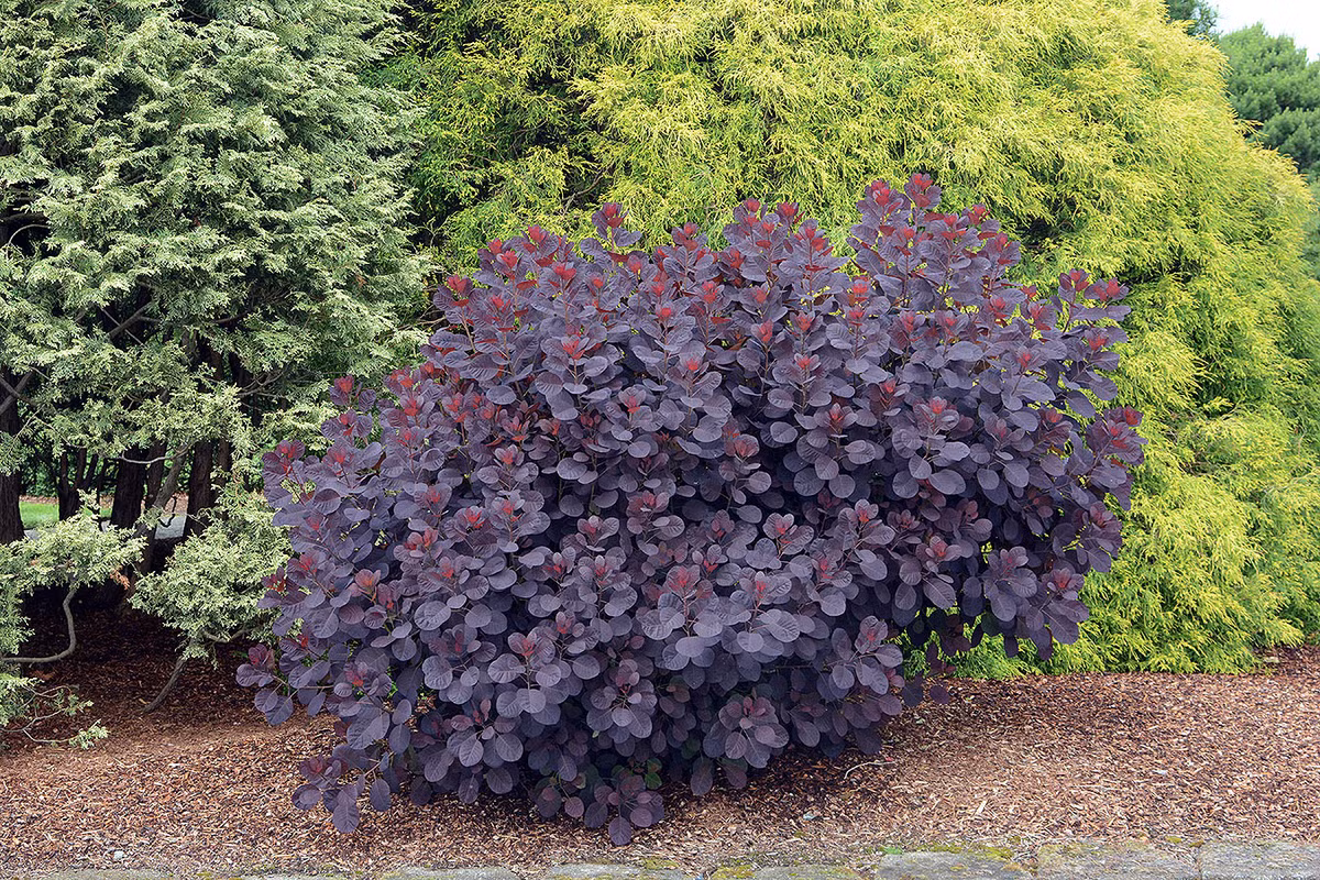 Trong thế giới thực vật, chi Cotinus gồm 7 loài thực vật có hoa, được gọi là cây khói (smoketree). Những loài cây này có nhiều đặc điểm sinh học lý thú. Ảnh: Oregon State Landscape.