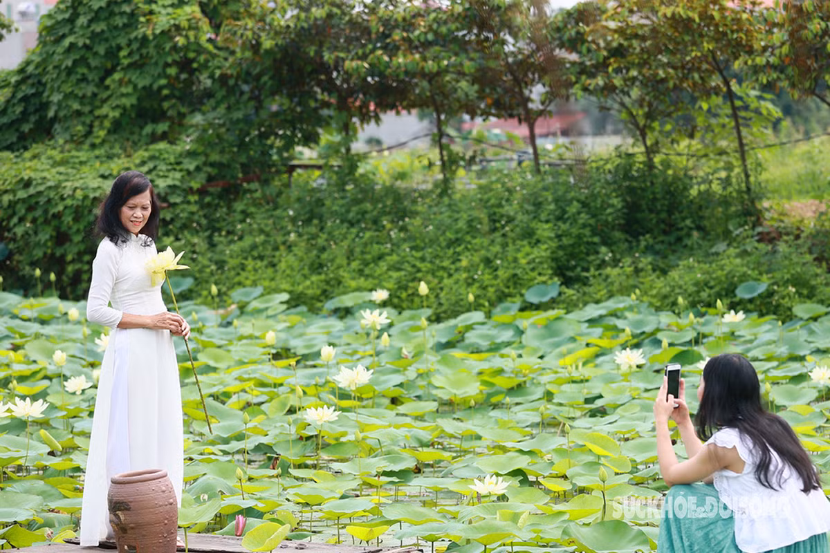 Áo dài hoặc yếm là những trang phục truyền thống được nhiều người lựa chọn khi chụp với sen trắng.