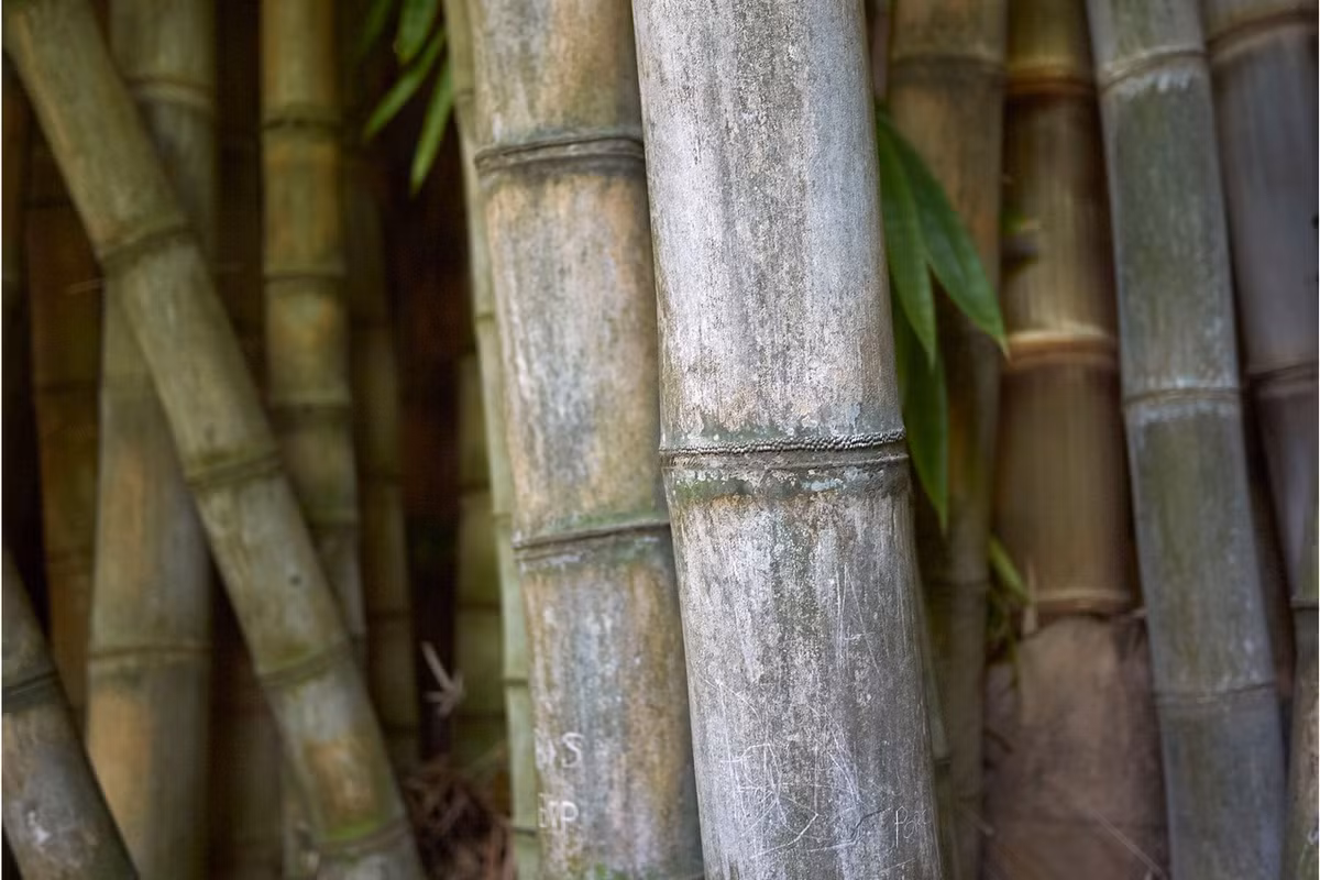 Những quốc gia loài cây này mọc nhiều là Ấn Độ, Myanmar, Thái Lan, Lào và Trung Quốc (tỉnh Vân Nam). Ảnh: Earth.com.