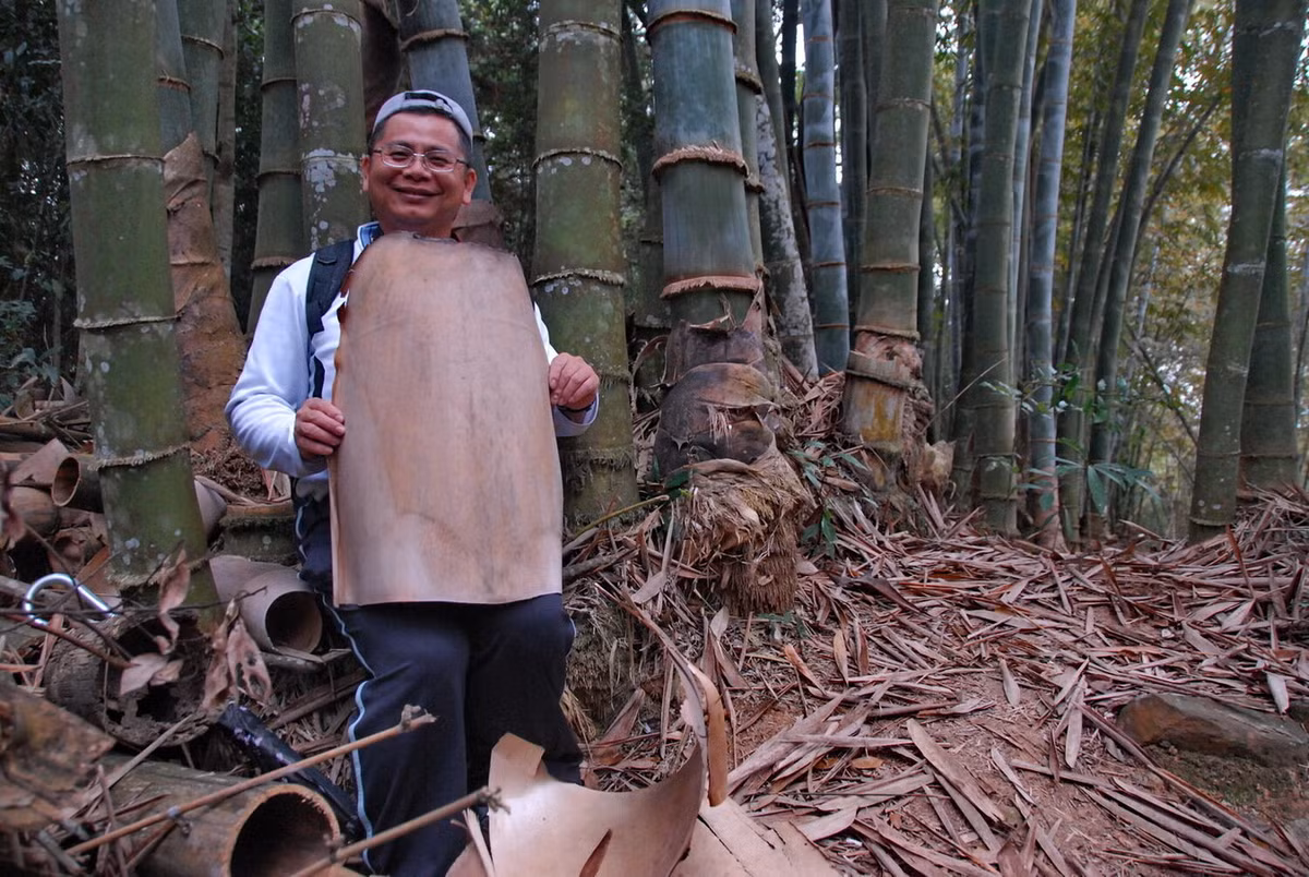 Chiều dài mỗi đốt tre từ 25–40 cm, đường kính 10–35 cm. Lá có thể dài đến 20 cm. Thành ống dày đến 2,5 cm. Gốc cây mập mạp. Các cành nhánh chỉ mọc ra từ những đốt trên cùng. Ảnh: Guadua Bamboo.