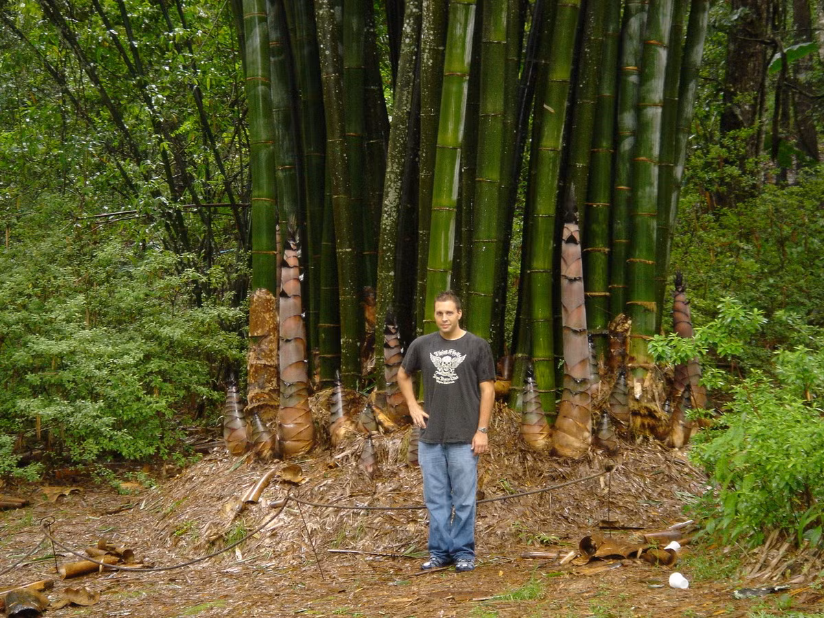 Có nguồn gốc từ Đông Nam Á, loài tre Dendrocalamus giganteus, thường được gọi là tre khổng lồ hoặc tre rồng, được coi là loài tre lớn nhất trên thế giới. Ảnh: BambooWeb.