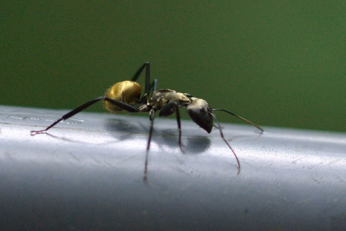 Kiến thợ mộc vàng (Camponotus sericeus). Khu vực phân bố: Châu Phi và châu Á. Ảnh: Kleintiergalerie.