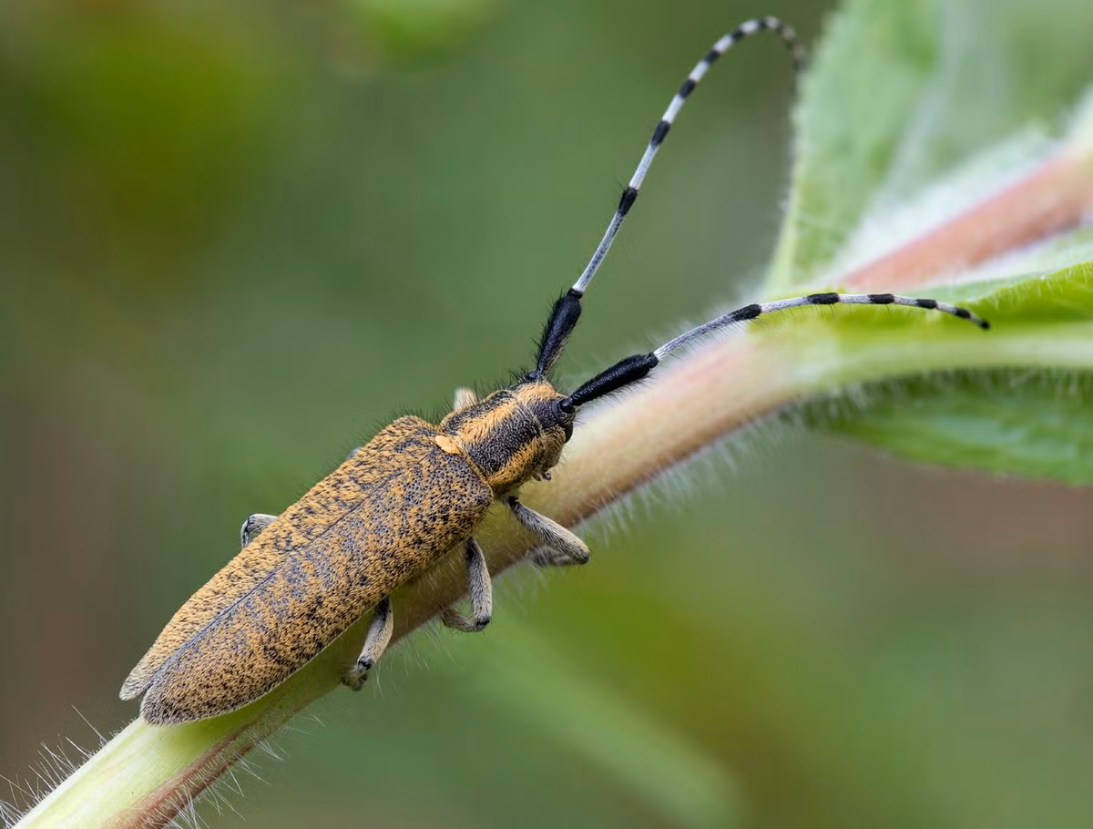 Xén tóc vàng (Agapanthia villosoviridescens). Khu vực phân bố: Châu Âu, Tây Á và Trung Á. Ảnh: Cerambyx.uochb.cz.