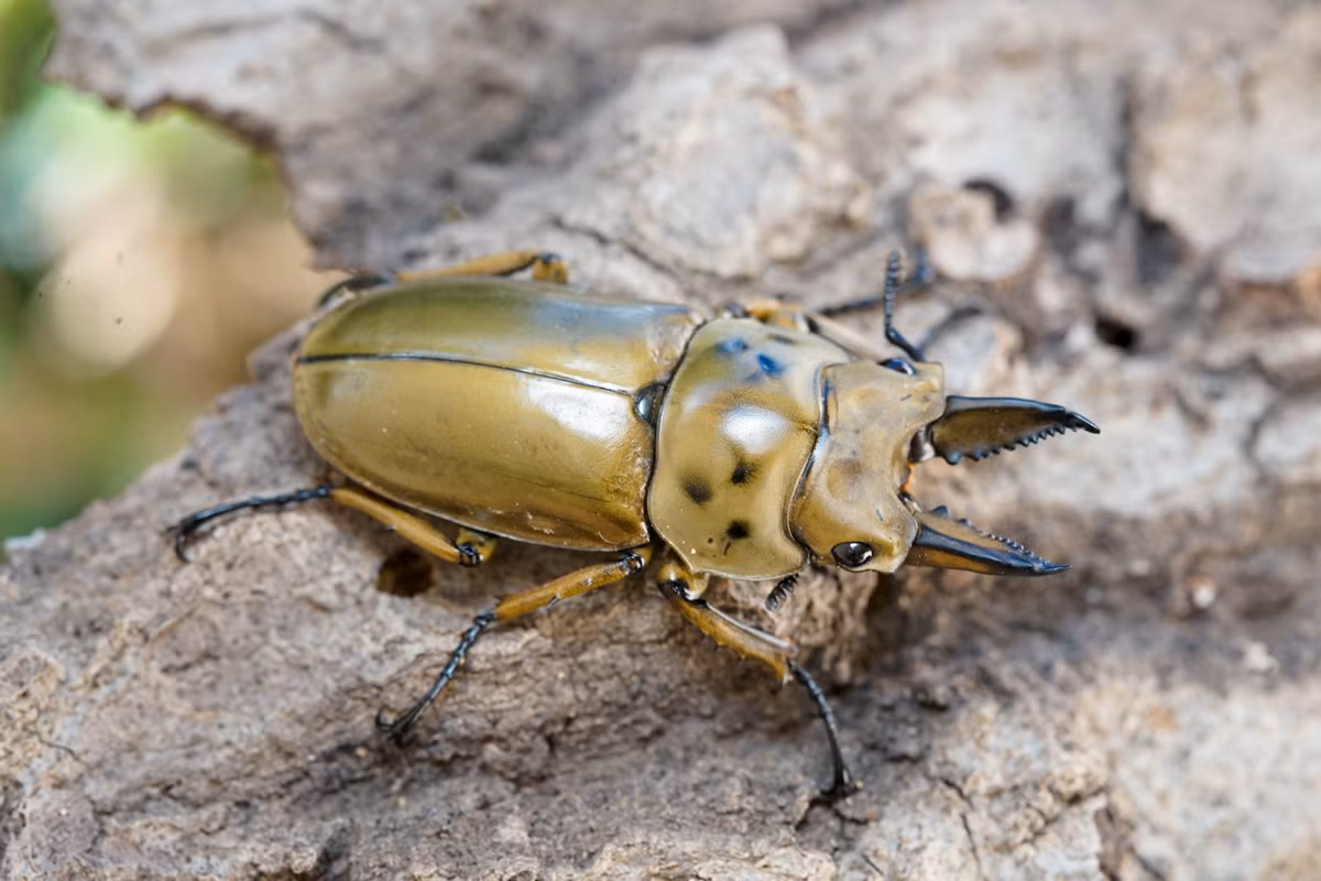 Bọ hươu vàng (Allotopus moellenkampi). Khu vực phân bố: Đông Nam Á. Ảnh: David's Beetles.