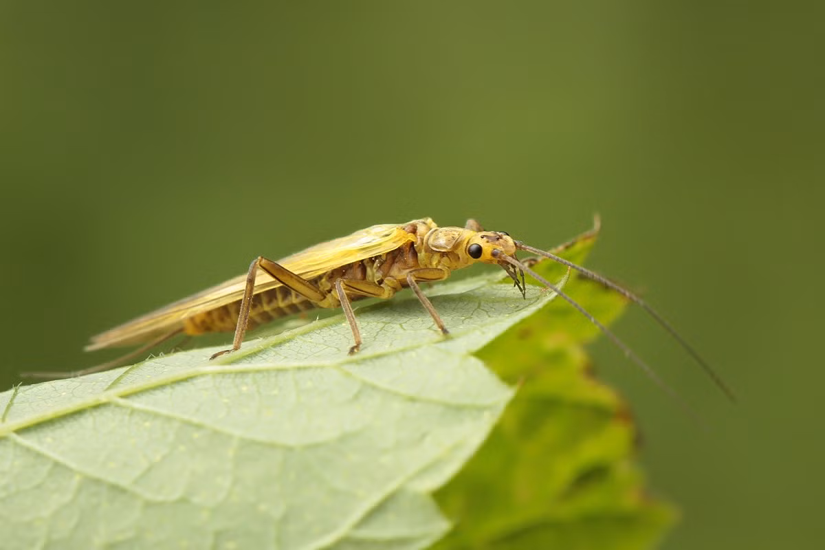 Bọ cánh úp vàng (Isoperla grammatica) Khu vực phân bố: Toàn cầu. Ảnh: Insektarium.