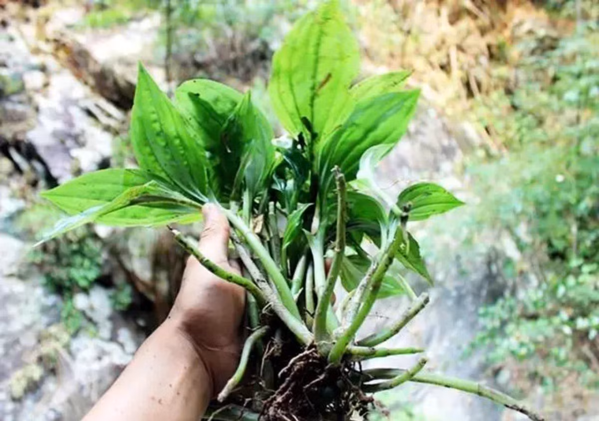 Loai cay moc day o Viet Nam, nuoc ngoai ban hon nua trieu/kg
