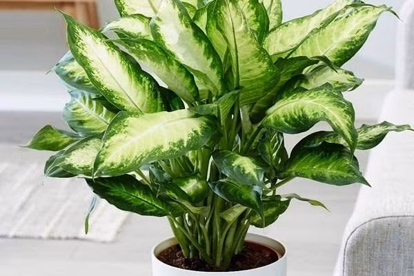 Khi trồng cây phong thủy cần lưu ý vị trí đặt cây, trong những khu vực bát quái khác nhau dựa trên sự tương tác của 5 yếu tố phong thủy cơ bản là: Kim, Mộc, Thủy, Hỏa và Thổ.