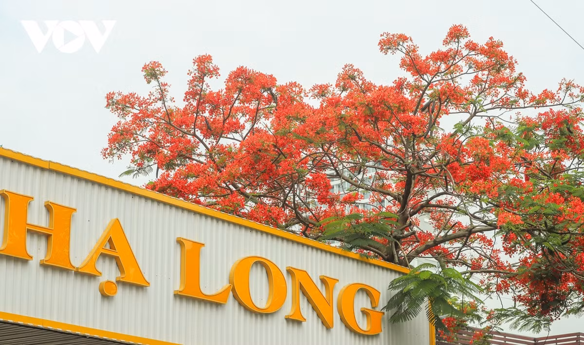 Không kém bằng lăng, sắc đỏ của phượng vĩ cũng khiến phố biển Hạ Long thêm phần ấn tượng trong mắt người dân, du khách.