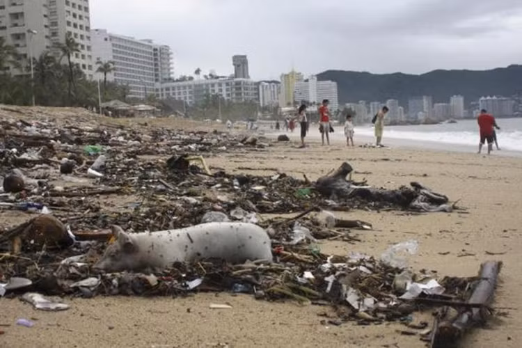 Một chú lợn chết dạt vào bãi biển Acapulco ngày 17/9/2013.