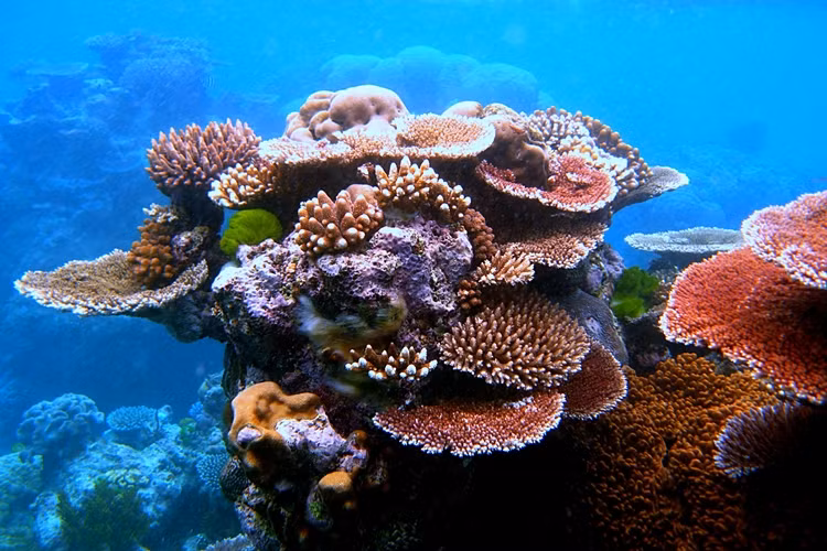  Rạn san hô Great Barrier: Rạn san hô Great Barrier ở ngoài khơi bờ biển đông bắc Australia rộng tới 133.000 dặm vuông và là rạn san hô lớn nhất thế giới. Có 1.500 loài cá và hơn 400 loài san hô quí hiếm, mỗi năm Great Barrier thu hút khoảng 2 triệu du khách.