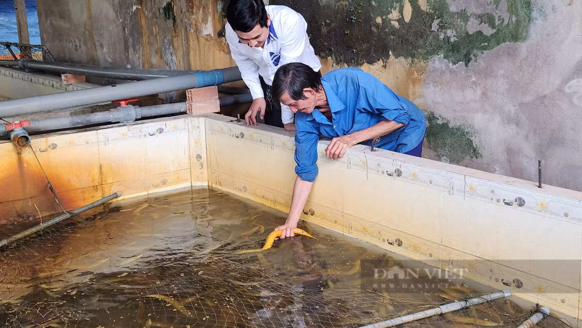Can Tho: Thu tien ty tu nuoi luon khong bun
