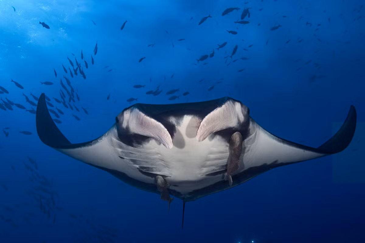 Cá nạng hải (Manta birostris) dài 9 mét, hiện diện ở các vùng biển nhiệt đới toàn cầu. Loài cá đuối lớn nhất thế giới này lọc thức ăn bằng cách dùng vành miệng đặc biệt để dồn các sinh vật phù du vào trong miệng.