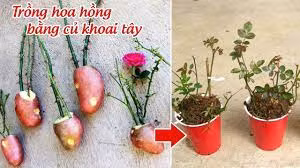 Cắm cành hồng vào củ khoai tây, 1 tuần sau ai nấy đều bất ngờ - Hình 2 Cam canh hong vao cu khoai tay, 1 tuan sau ai nay deu bat ngo-Hinh-2