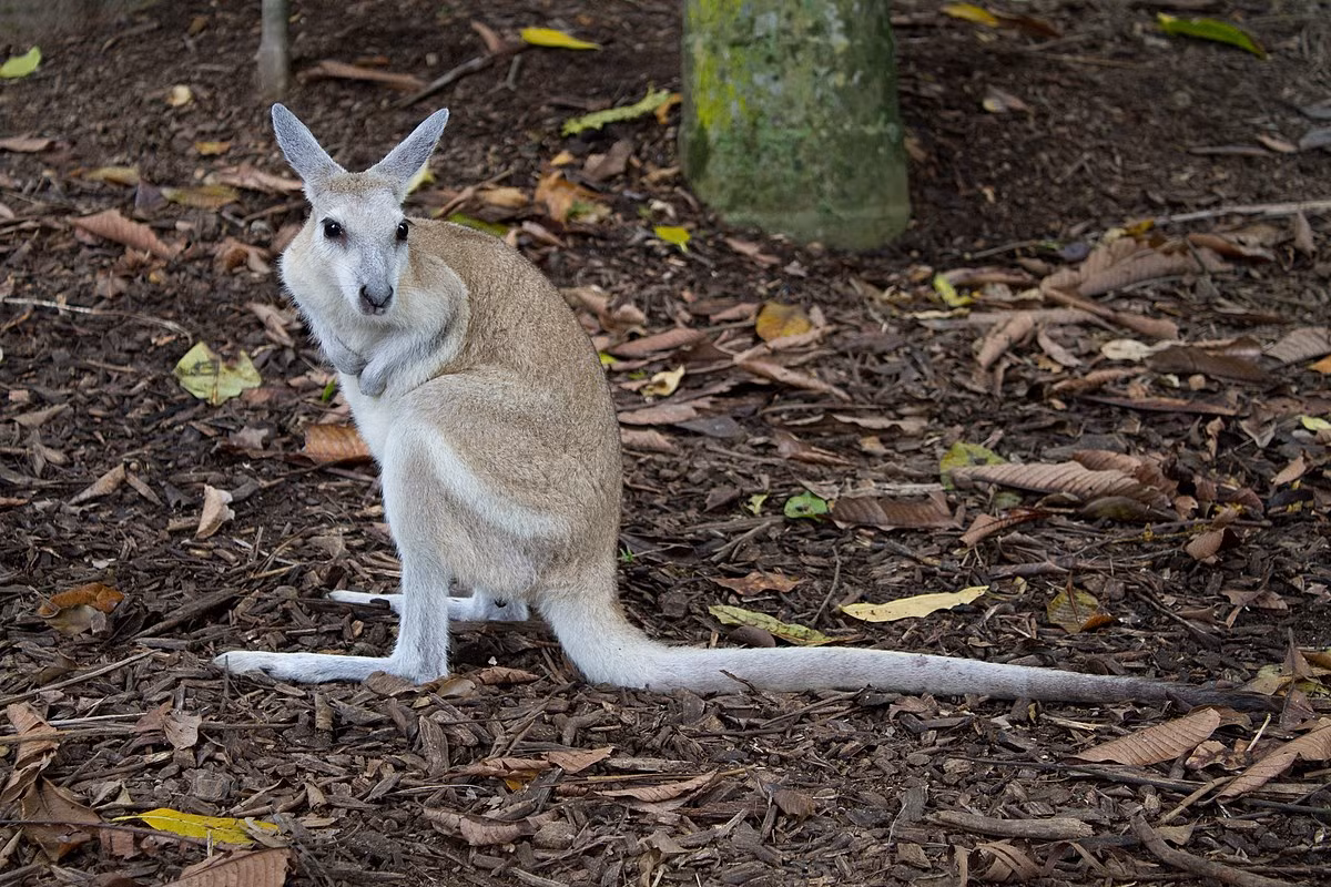 Wallaby đuôi cựa Bắc Úc (Onychogalea unguifera) cao 70 cm, phân bố khắp vùng Bắc Australia. Phía cuối chiếc dài của chúng có phần nhô ra giống như móng tay rộng bên dưới phần đỉnh lông sẫm màu. Chưa rõ cái "cựa" này có chức năng gì.