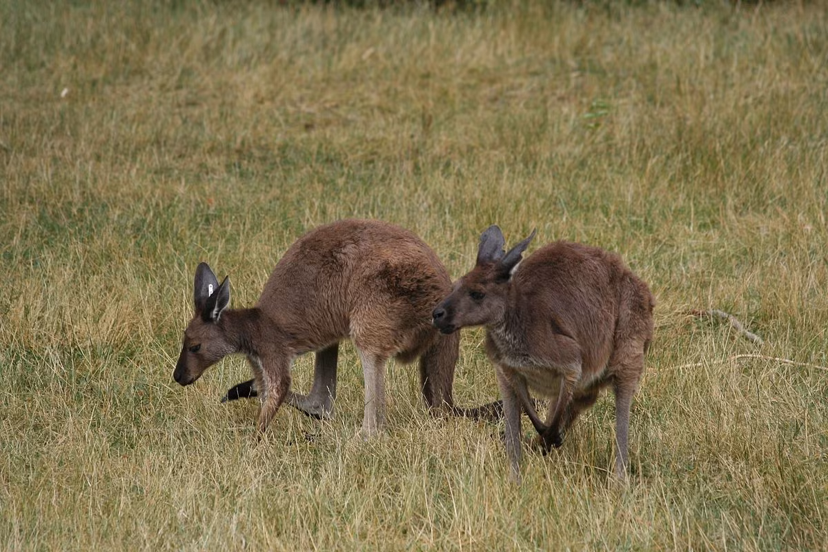 Kangaroo xám Tây Úc (Macropus fuliginosus) cao 0,9-1,4 mét, phân bố ở phía Nam Australia, gồm cả đảo Kangaroo. Chúng có quan hệ họ hàng gần với Kangaroo xám Đông Úc.