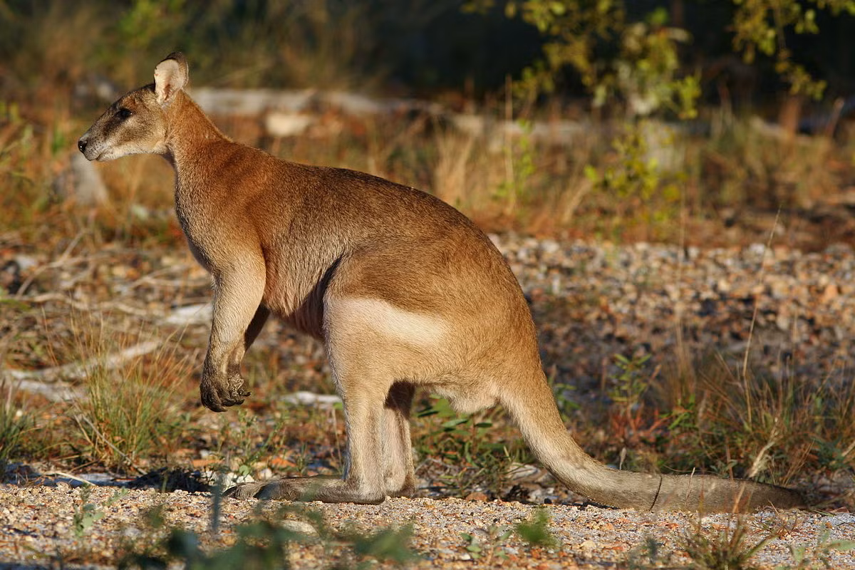 Wallaby nhanh nhẹn (Macropus agilis) cao 59-105 cm, phân bố ở cả Australia và New Guinea. Loài này cư trú trong rừng thưa và đồng cỏ.