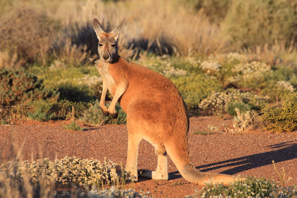 Kangaroo đỏ (Macropus rufus) cao 1-1,6 mét, phân bố rộng tại Australia. Là loài thú có túi lớn nhất còn tồn tại, chúng sống trong các sinh cảnh hoang mạc và đồng cỏ xavan.