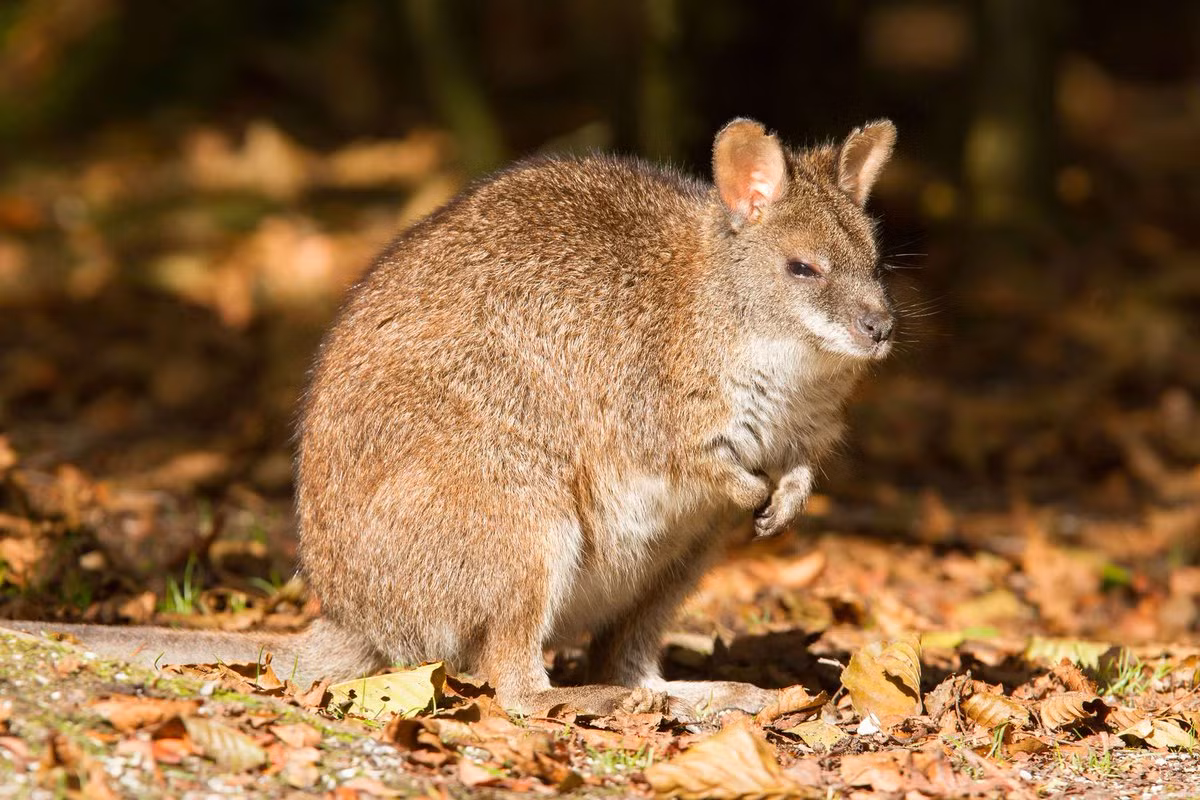 Wallaby Parma (Macropus parma) cao 45-53 cm, là động vật bản địa của dãy Great Dividing ở Australia. Loài chuột túi nhỏ này sống trong một số sinh cảnh rừng.