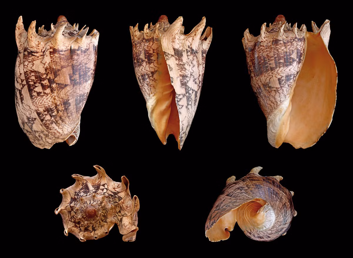 Ốc sọ dừa mũ vua (Cymbiola imperialis) dài 7-25 cm, được tìm thấy ở vủng biển Sulu, Philippines. Loài này có những chiếc gai dọc theo đường xoắn của vỏ. Hiếm gặp và có hình thù độc đáo, chúng là vật phẩm sưu tầm có giá trị cao.