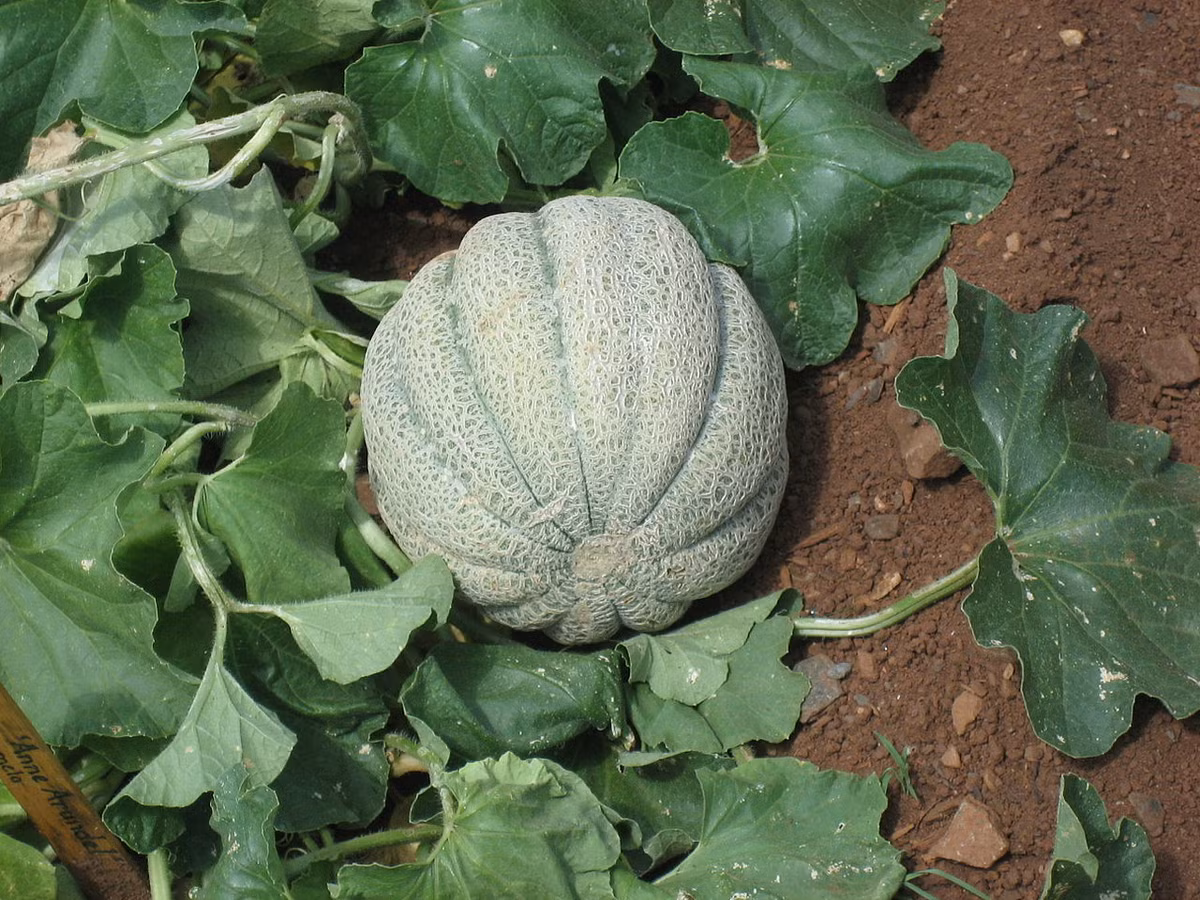 Dưa vàng (Cucumis melo) là loài cây được giao dịch phổ biến từ thời cổ đại, ngày nay không còn rõ nguồn gốc. Chúng có nhiều nhiều thể khác nhau, chủ yếu dùng để lấy quả như dưa lê, dưa bở, dưa lưới, dưa hồng. Một số giống cho quả có vị đắng, chỉ dùng để lấy hạt.