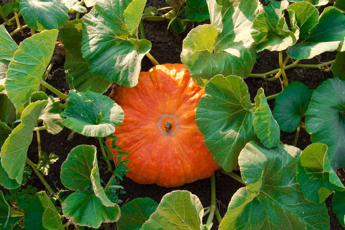 Bí ngô/bí ngòi (Cucurbita pepo) vốn là một loài cây bản địa Trung Mỹ. Chúng đã được lai tại thành vô số giống, cho quả có màu sắc, kích cỡ, hình dạng khác nhau.