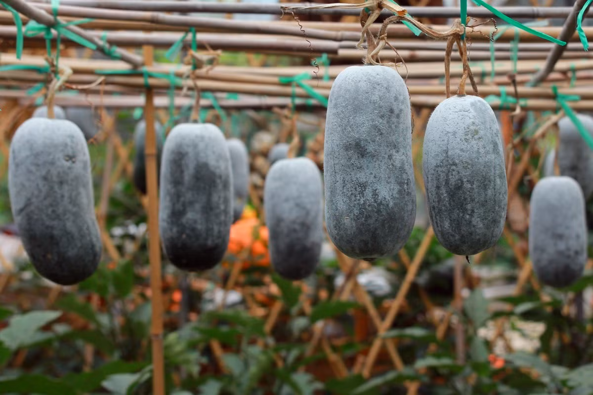 Bí đao (Benincasa hispida) là cây ban địa Đông Nam Á nhưng đã du nhập vào nhiều khu vực khác. Hoa, quả, hạt, thân ngọn và lá non của loài cây này là nguồn thực phẩm quen thuộc của con người.