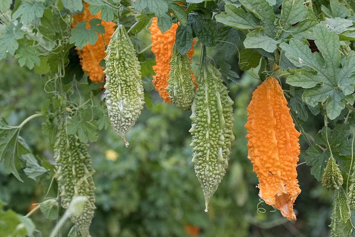 Khổ qua hay mướp đắng (Momordica charantia) phân bố rộng ở vùng nhiệt đới châu Á. Chúng có quả đắng, khi chín tách về ba phía để giải phóng hạt bên trong. Quả mướp đắng được sử dụng rộng rãi trong các món ăn ở Đông Á, Nam Á và Đông Nam Á.