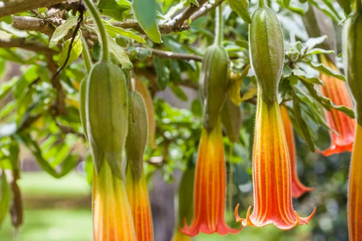 Cà độc hoa đỏ Andes (Brugmansia sanguinea) cao 10 mét, có nguồn gốc từ miền Tây của Nam Mỹ. Dù lá và hoa có chất độc gây ảo giác, loài cây họ Cà này vẫn được trồng nhiều trong các khu vườn khắp thế giới do có những đóa hoa hình ống dài rực rỡ rủ xuống.