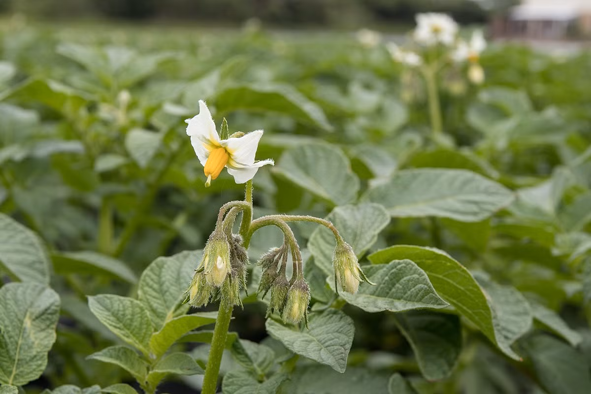 Khoai tây (Solanum tuberosum) cao 1 mét, là cây bản địa Nam Mỹ. Từ cây tổ tiên, nhiều giống khoai tây đã được con người tạo ra, là cây hoa màu quan trọng của nền nông nghiệp. Củ khoai tây có lượng tinh bột dồi dào, nhưng sẽ ngả xanh và có độc dưới ánh sáng mặt trời.