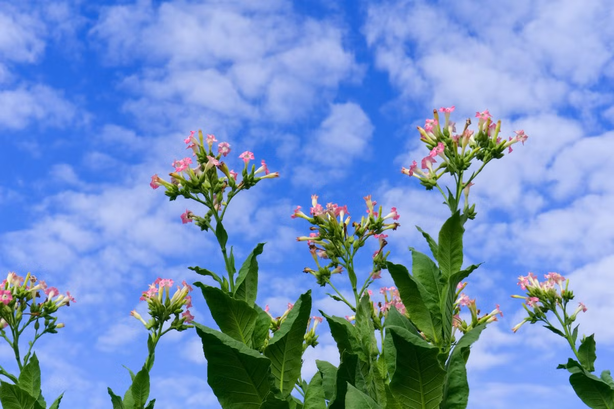 Thuốc lá (Nicotiana tabacum) cao 3 mét, có nguồn gốc Nam Mỹ. Đây là loài phổ biến hơn trong hai loài cây họ Cà được dùng làm nguyên liệu sản xuất thuốc lá. Chúng chứa nicotin, một chất gây nghiện trong lá.